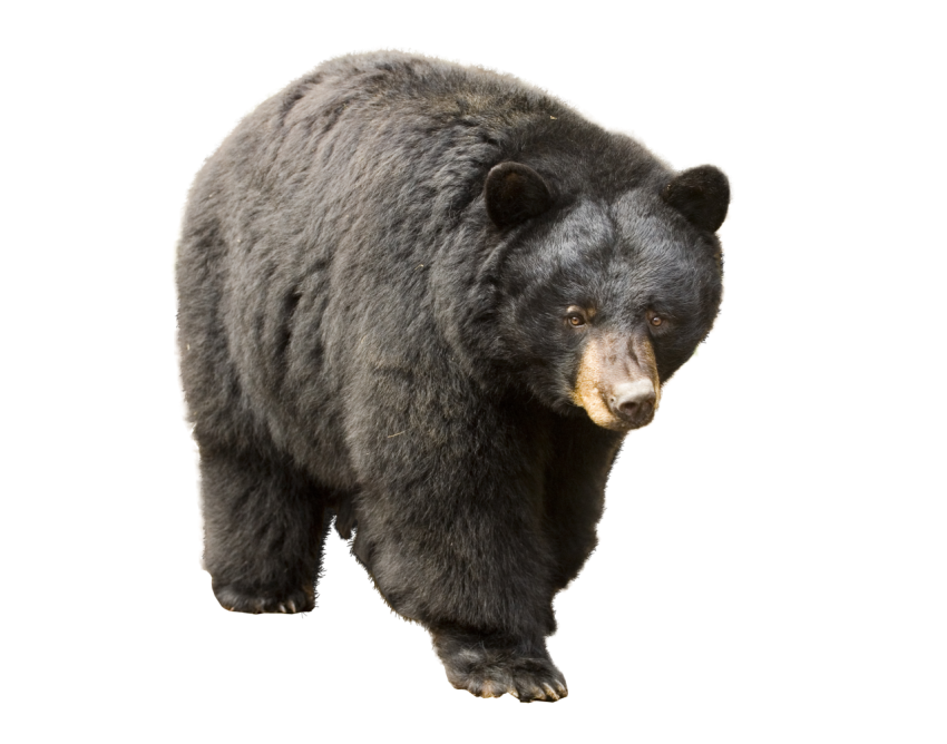 bear PNG