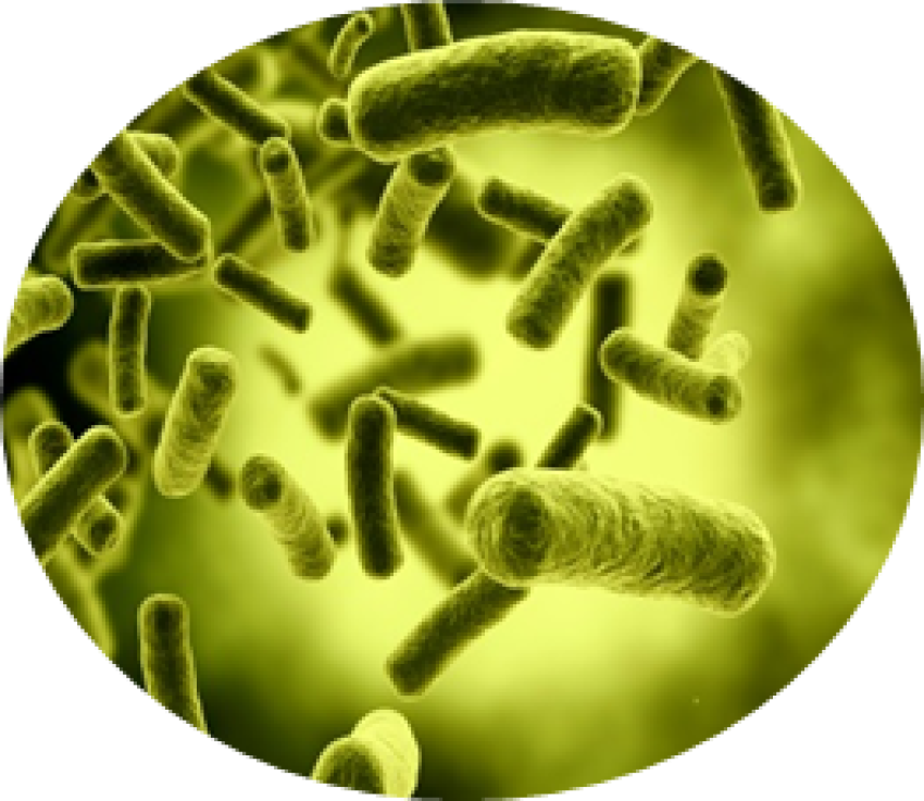 Bacteria PNG image with transparent background