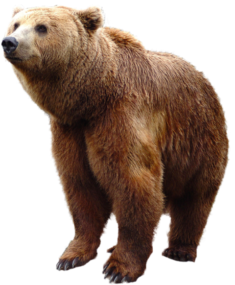 bear PNG