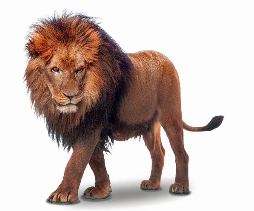Lion Transparent Free PNG