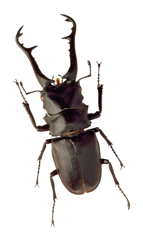 Insect Bug Free PNG