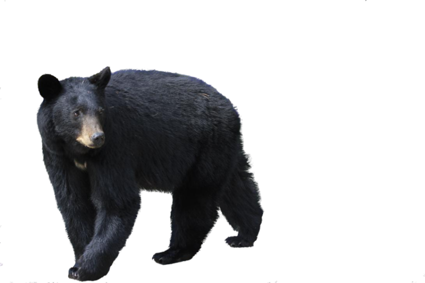 bear PNG