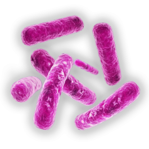 Bacteria PNG image with transparent background