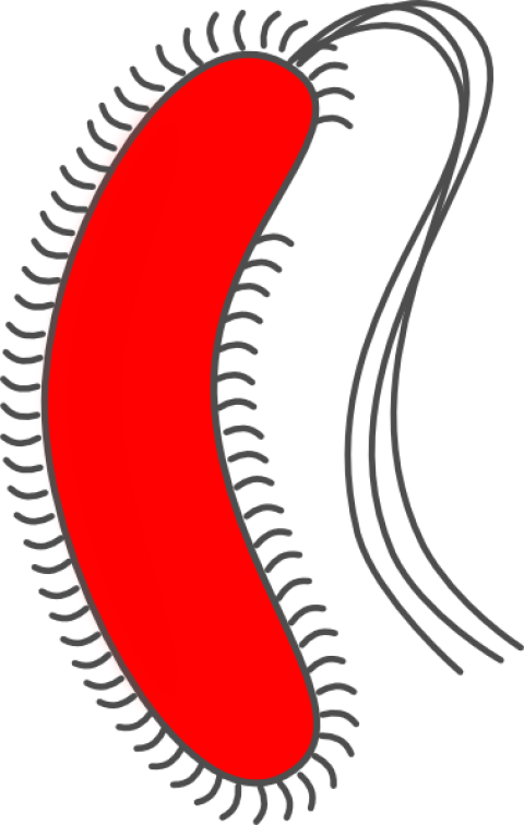 Bacteria PNG image with transparent background