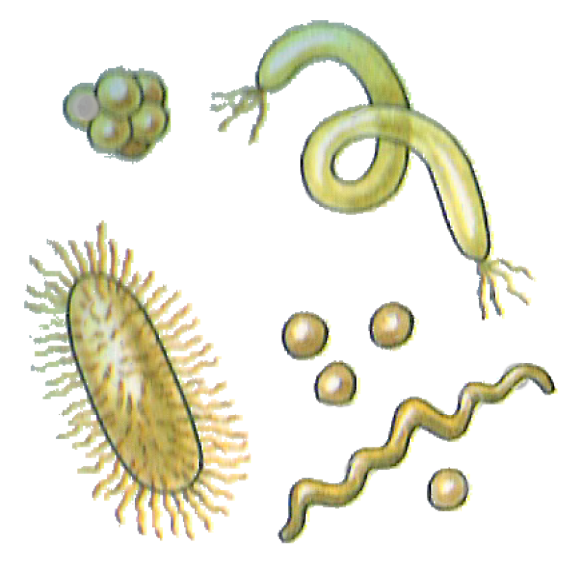 Bacteria PNG image with transparent background