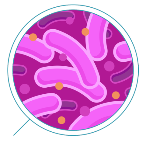 Bacteria PNG image with transparent background