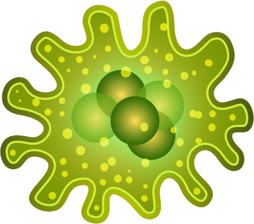 Bacteria PNG image with transparent background