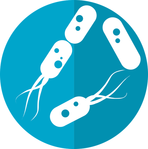 Bacteria PNG image with transparent background