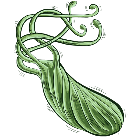 Bacteria PNG image with transparent background